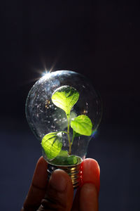 Close-up of hand holding plant against black background