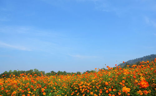 Yellow flowers blooming on field against clear blue sky