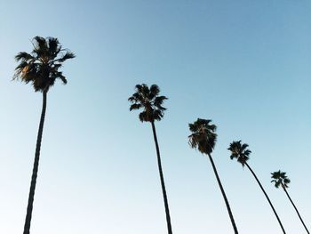 Low angle view of palm trees against clear sky