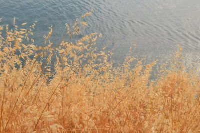 Close-up high angle view of lake