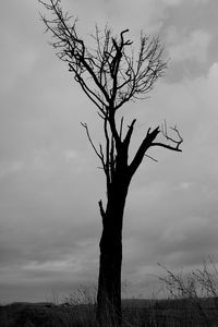 Bare tree on field against sky