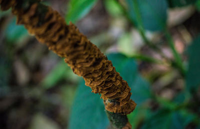 Close up of leaf