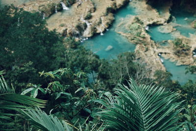 Close-up of fresh green plants in water