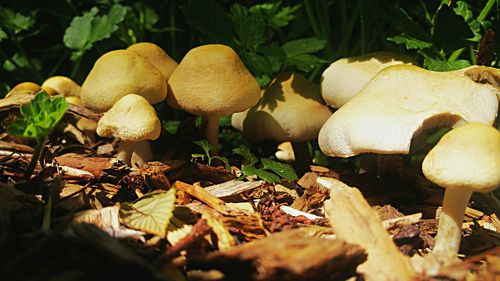 Close-up of mushroom growing in field