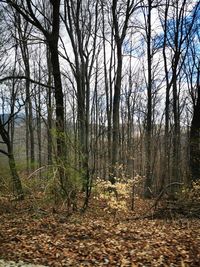 Bare trees in forest