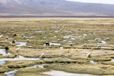 Flock of sheep grazing on landscape