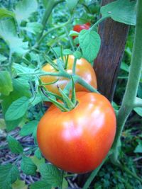 Close-up of tomatoes