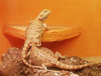 Close-up of lizard on rock