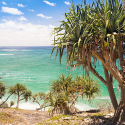 Palm trees on beach against sky