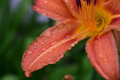 Close-up of wet flower on leaf