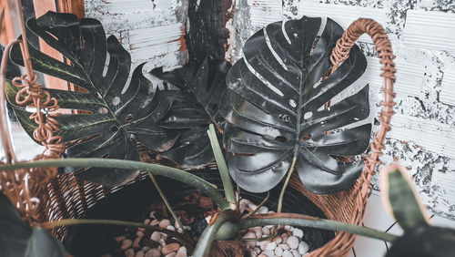 High angle view of succulent plant in winter