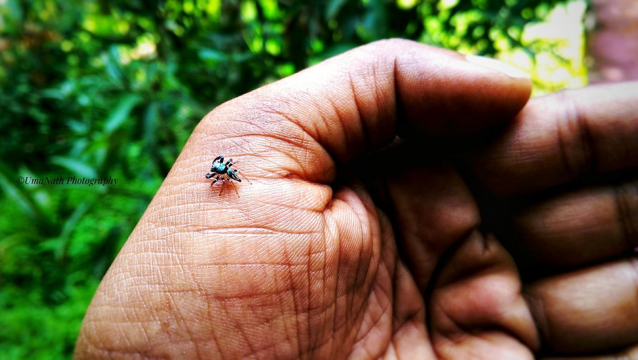 insect, human body part, invertebrate, one animal, animal wildlife, animals in the wild, human hand, hand, body part, unrecognizable person, one person, close-up, real people, day, focus on foreground, lifestyles, nature, animal wing, finger, small, human limb