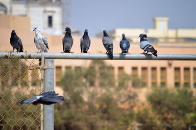 Pigeons perching on a fence