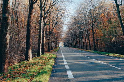 Road amidst trees