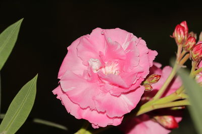 Close-up of pink rose