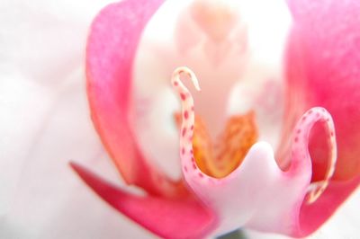 Close-up of pink flower