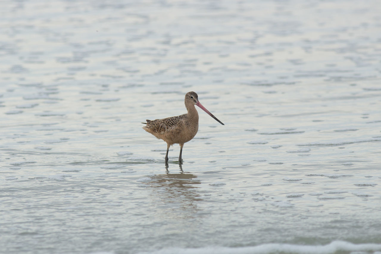 Marbledgodwit