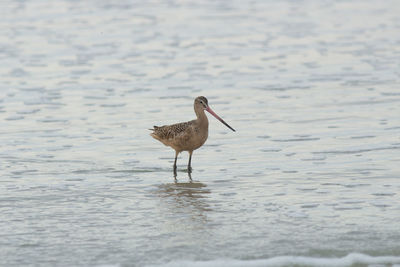 View of birds in water