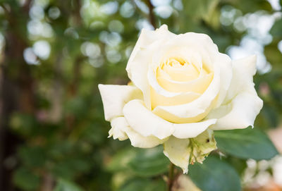 Close-up of white rose blooming outdoors