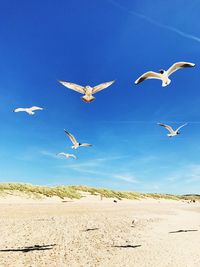 Birds flying over beach against blue sky