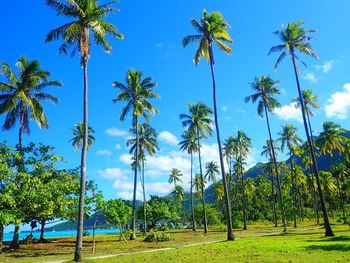 Palm trees against cloudy sky