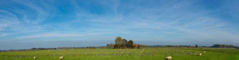 Barnacle goose while grazing before hike south