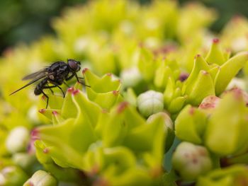 Close-up of insect on flower