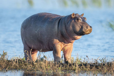 Hippo calf stands on island in river