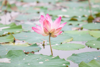 Close-up of pink lotus water lily in lake