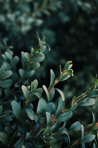 Close-up of plant