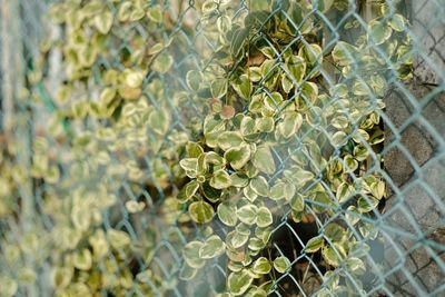 Close-up of plant