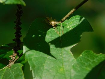 Close-up of insect on leaf