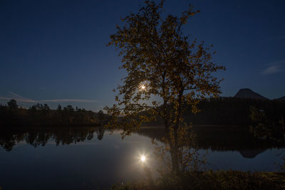 Trees against sky at night