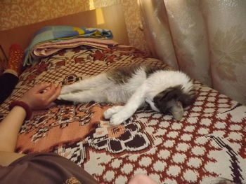 Close-up of cat sleeping on bed at home