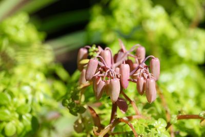 Close-up of pink flowers blooming outdoors