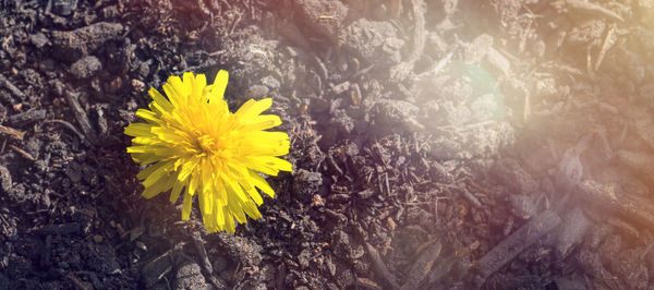 High angle view of yellow flowering plant