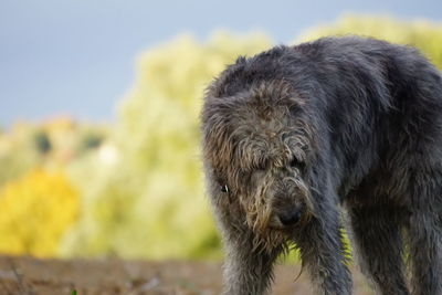 Irish wolfhound outdoors