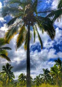 Low angle view of palm trees against sky