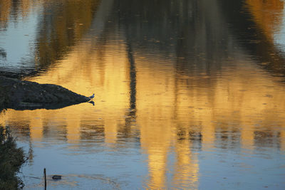 Bird swimming in lake