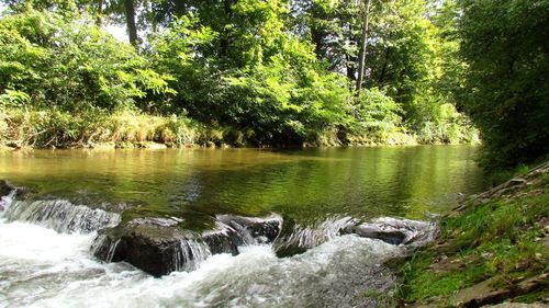 Scenic view of river in forest