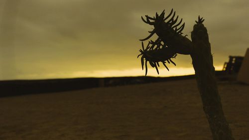 Silhouette tree on beach against sky during sunset