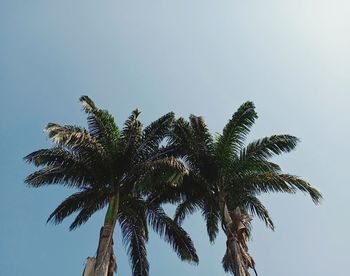 Low angle view of palm tree against clear sky