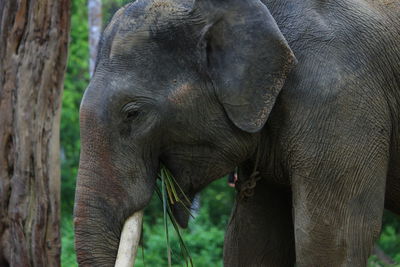 Close-up of elephant