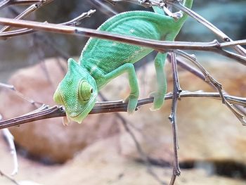 Close-up of lizard on leaf