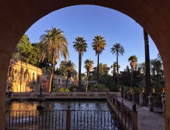 Palm trees by swimming pool against sky