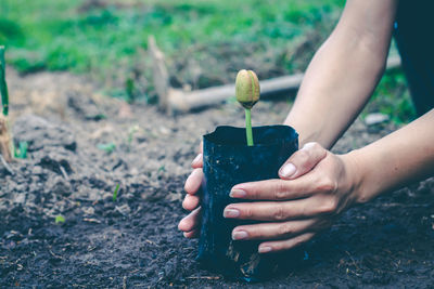 Midsection of person holding plant on field