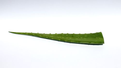 Close-up of wet leaf against white background