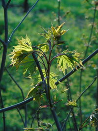 Close up of plant