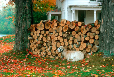 A goat and wood pile in jericho, vermont, usa.