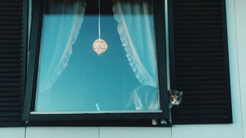 Cat looking through window